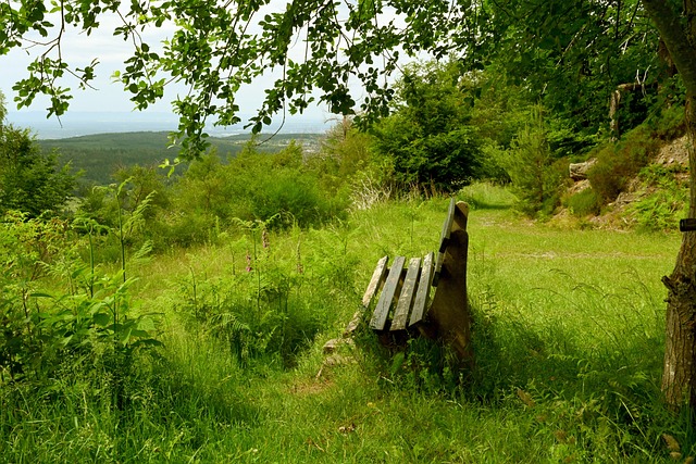 貝爾退役 貝爾退役